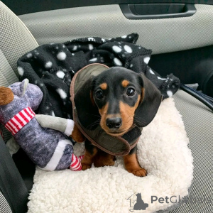 Photo №2 to announcement № 139059 for the sale of dachshund - buy in Germany breeder