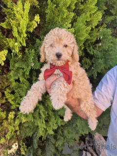 Photo №1. labradoodle - for sale in the city of Vilovo | negotiated | Announcement № 176827