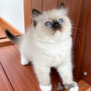 Photo №2 to announcement № 171357 for the sale of ragdoll - buy in Czech Republic breeder