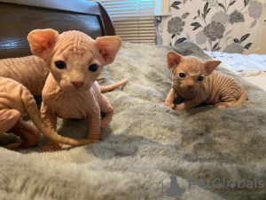 Photo №2 to announcement № 11503 for the sale of sphynx cat - buy in Estonia private announcement