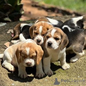 Additional photos: Beautiful tricolor beagle puppies.