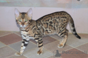 Photo №4. I will sell bengal cat in the city of Minsk. from nursery, breeder - price - 364$