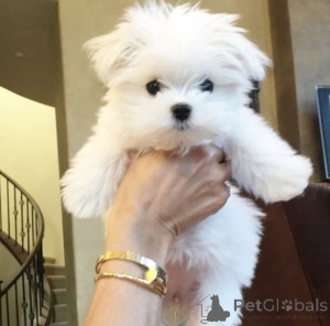 Photo №1. maltese dog - for sale in the city of Darmstadt | negotiated | Announcement № 155524
