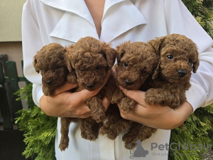 Photo №1. poodle (toy) - for sale in the city of Zrenjanin | Is free | Announcement № 117211