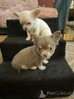 Photo №1. chihuahua - for sale in the city of Enontekiö | negotiated | Announcement № 169167