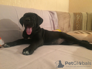 Photo №4. I will sell cane corso in the city of St. Petersburg. private announcement - price - negotiated