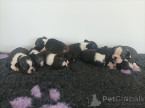 Photo №2 to announcement № 110754 for the sale of boston terrier - buy in Serbia private announcement