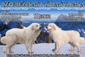 Photo №1. great pyrenees - for sale in the city of Krasnoyarsk | Negotiated | Announcement № 3893