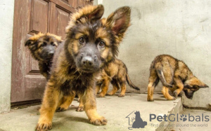 Photo №2 to announcement № 32229 for the sale of german shepherd - buy in Poland private announcement, breeder