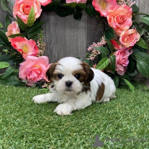 Photo №2 to announcement № 99906 for the sale of shih tzu - buy in Germany breeder