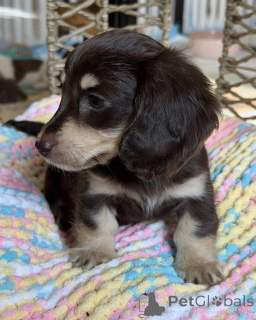 Photo №3. Adorable Mini Dachshund Puppies Ready for Their Forever Home!. Germany
