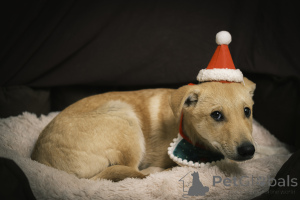 Photo №1. non-pedigree dogs - for sale in the city of Москва | Is free | Announcement № 135444