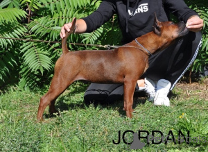 Photo №3. Dogs of a very rare breed Chongqing Dog. Poland