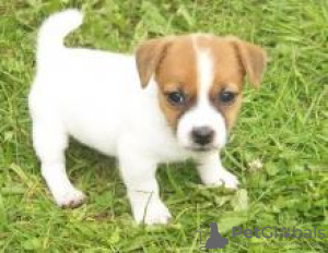 Photo №1. jack russell terrier - for sale in the city of Paris | negotiated | Announcement № 124759