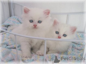 Photo №1. persian cat - for sale in the city of Valletta | negotiated | Announcement № 47600
