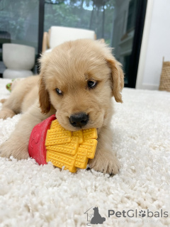 Photo №2 to announcement № 158048 for the sale of golden retriever - buy in Germany breeder