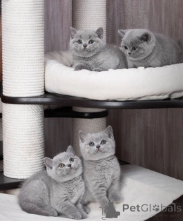 Photo №1. british shorthair - for sale in the city of Luxembourg | 516$ | Announcement № 169021