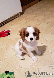 Photo №1. cavalier king charles spaniel - for sale in the city of Kuwait City | negotiated | Announcement № 133660
