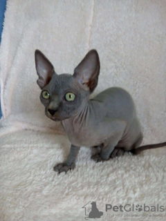 Photo №1. sphynx cat - for sale in the city of Berlin | 158$ | Announcement № 97258