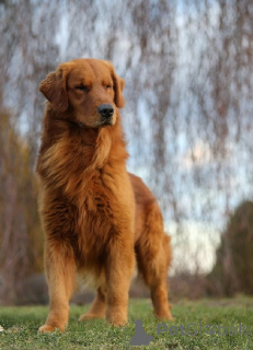 Photo №1. golden retriever - for sale in the city of Boat | 2890$ | Announcement № 164250