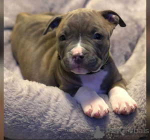 Photo №1. american pit bull terrier - for sale in the city of Geneva | 634$ | Announcement № 71876