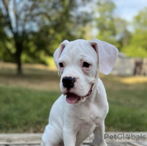 Photo №4. I will sell boxer in the city of Augustusburg. private announcement, from nursery, from the shelter, breeder - price - 845$