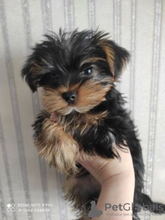 Photo №1. yorkshire terrier - for sale in the city of Франкфурт-на-Майне | 350$ | Announcement № 111897