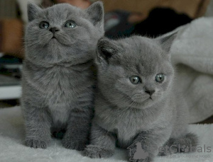 Photo №1. british shorthair - for sale in the city of Флорида Сити | Is free | Announcement № 122105