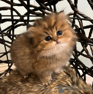 Photo №1. persian cat - for sale in the city of Frankfurt | negotiated | Announcement № 165340