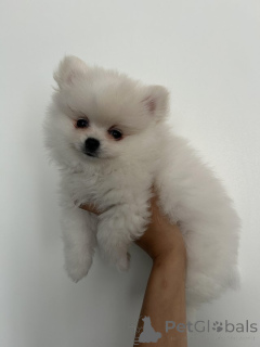 Photo №1. pomeranian - for sale in the city of Nivelles | Is free | Announcement № 154071