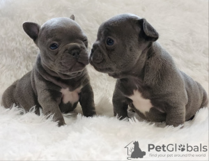 Photo №1. french bulldog - for sale in the city of Антверпен | 650$ | Announcement № 55841