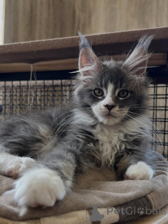 Photo №2 to announcement № 170619 for the sale of maine coon - buy in Netherlands breeder