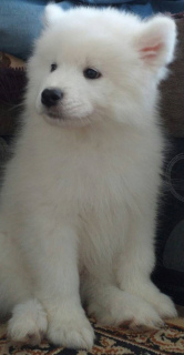 Photo №1. samoyed dog - for sale in the city of Deep | 194$ | Announcement № 1735