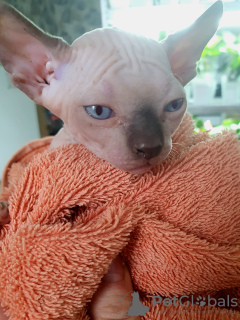 Photo №1. sphynx-katze - for sale in the city of Яроцин | 631$ | Announcement № 76351