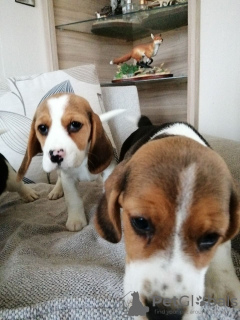 Photo №4. I will sell beagle in the city of Munich. private announcement - price - 359$