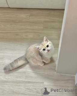 Photo №2 to announcement № 175112 for the sale of british shorthair - buy in Germany breeder