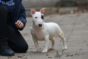 Photo №4. I will sell bull terrier in the city of Belgrade. breeder - price - negotiated