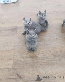 Photo №1. british shorthair - for sale in the city of Hallstat | negotiated | Announcement № 167663