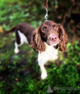 Photo №1. non-pedigree dogs - for sale in the city of Moscow river | Is free | Announcement № 164185