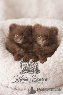 Photo №1. pomeranian - for sale in the city of Boat | negotiated | Announcement № 164238