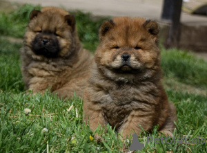 Photo №4. I will sell chow chow in the city of Bečej.  - price - 581$