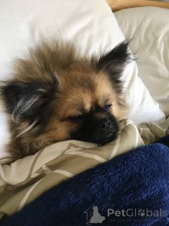 Photo №3. Pomeranian Spitz (1 year). United Arab Emirates