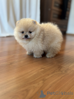 Photo №1. pomeranian - for sale in the city of St. Petersburg | 558$ | Announcement № 144155