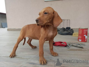 Photo №4. I will sell vizsla in the city of Нови Сад.  - price - negotiated