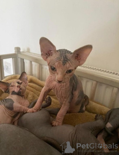 Photo №1. sphynx cat - for sale in the city of Paderborn | 591$ | Announcement № 12018
