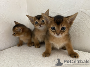 Additional photos: Abyssinian kittens