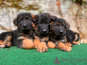 Photo №2 to announcement № 118696 for the sale of german shepherd - buy in Germany private announcement