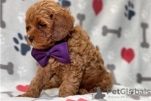 Photo №3. Beautiful Cavapoo Puppies For free adoption. Germany