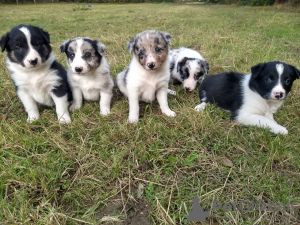 Photo №2 to announcement № 13673 for the sale of border collie - buy in Germany 