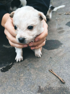 Photo №3. Two little fluffies are urgently looking for a home!. Russian Federation